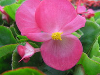 Begonia - roze (lichtblad)