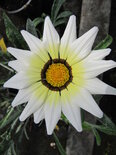 Gazania - mix