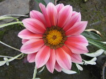 Gazania - mix