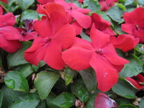 Impatiens - rood