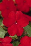 Impatiens - rood