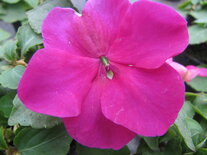 Impatiens - violet