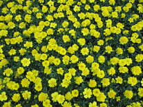 Tagetes - geel