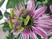 Passiflora Lavender Lady - paars (19 cm pot)