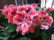 Pelargonium grootbloemig (19 cm pot)