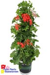 Pelargonium rood (19 cm pot)