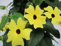 Thunbergia geel (19 cm pot)