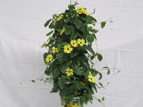 Thunbergia geel (19 cm pot)