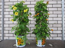 Thunbergia oranje (19 cm pot)