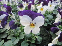 White Violet