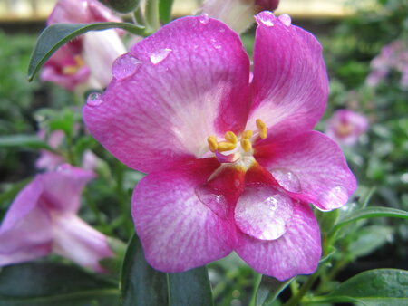 Antirrhinum - roze