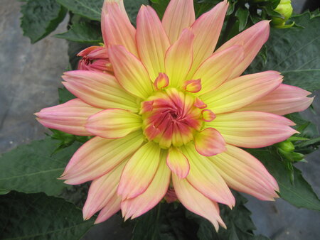 Dahlia - zalm/geel