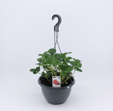 Aardbei hangpot (26 cm) BIO