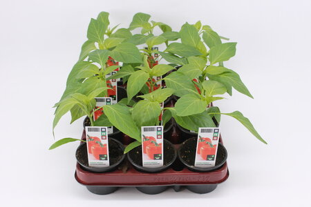 Paprika, Zoete Punt (9 cm) BIO