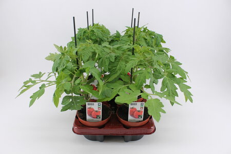 Tomaat geënt, San Marzano (12 cm) BIO