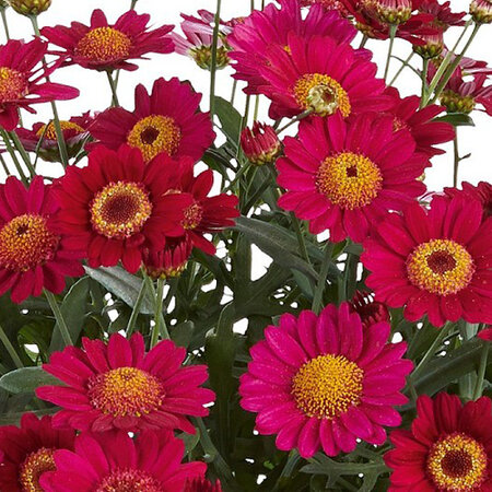 Argyranthemum - fluweelrood