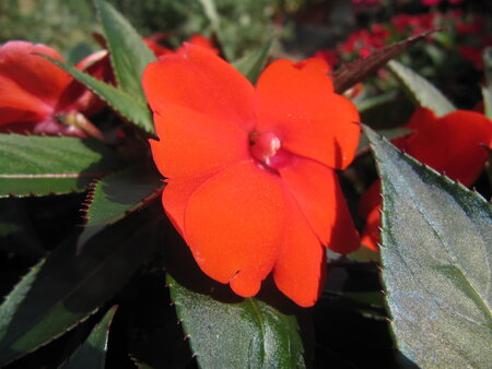 Impatiens NW G. - oranje