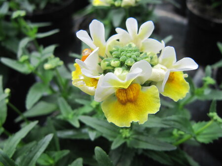 Nemesia - geel / wit 