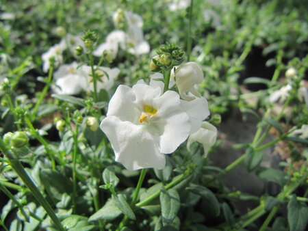 Diascia - wit