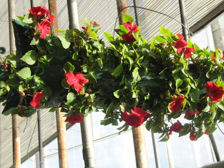 Flowerbag impatiens