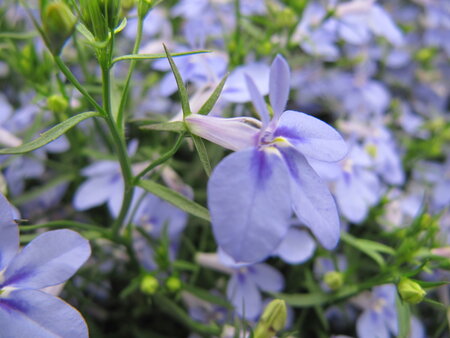 Hangpot 25 cm: Lobelia