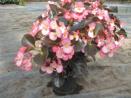 Begonia - roze (donkerblad)