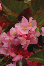 Begonia - roze (donkerblad)