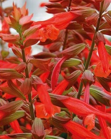 Salvia - orange/rood