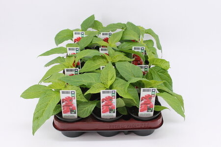 Peper, Surinaams Rood (9 cm) BIO