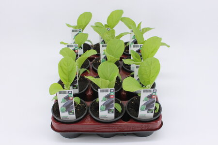 Aubergine (9 cm) BIO