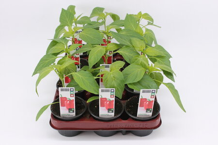 Paprika, Rood (9 cm) BIO