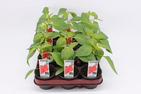 Paprika, Snack (9 cm) BIO