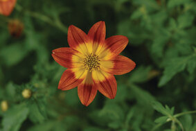 Bidens - geel met rood