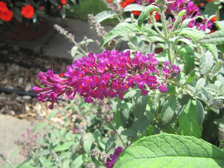 Buddleja -magentapaars (VP)