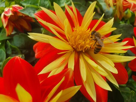 Dahlia - oranje met geel