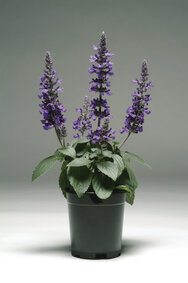 Salvia Mystic Spires - blauw 