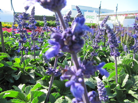 Salvia Mystic Spires - blauw 