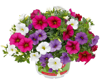 Trio Calibrachoa