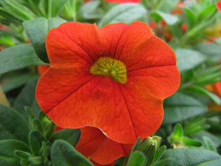 Hangpot 25 cm: Calibrachoa