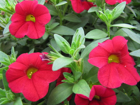 Hangpot 25 cm: Calibrachoa