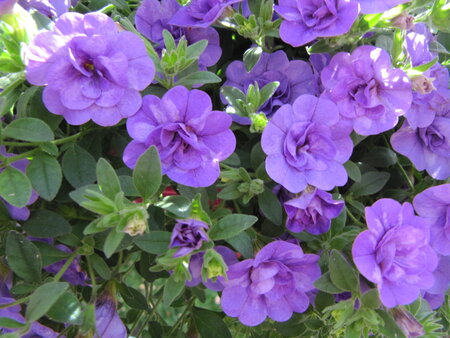 Hangpot 25 cm: Calibrachoa dubbelbloemig