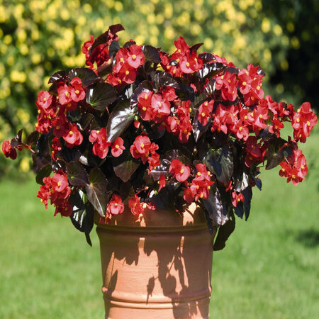 Hangpot 27 cm: Begonia