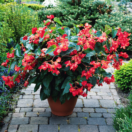 Hangpot 27 cm: Begonia