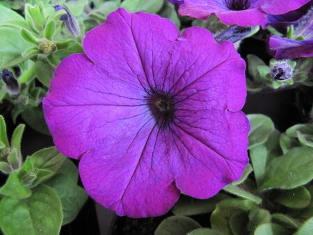 Hangpot 27 cm: Petunia