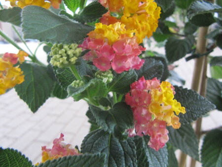 Lantana geel-roze (19 cm pot)