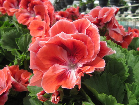 Pelargonium grootbloemig (19 cm pot)