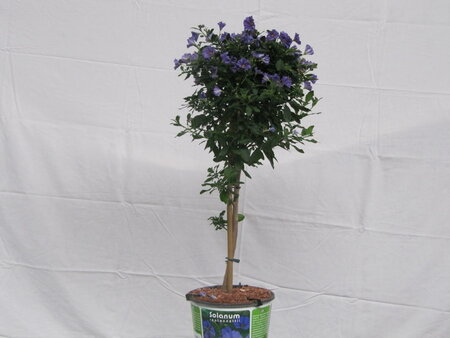 Solanum blauw (19 cm pot)