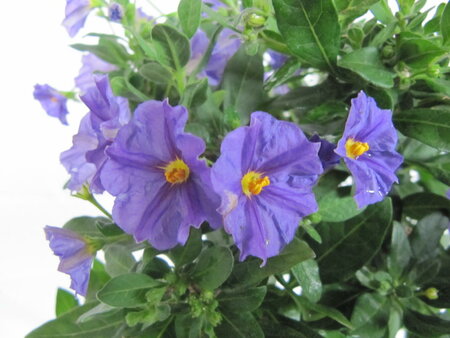 Solanum blauw (19 cm pot)