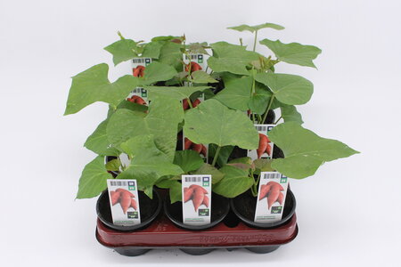 Zoete Aardappel, oranje (12 cm) BIO